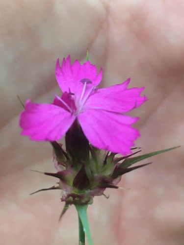 Dianthus capitatus (Dianthus capitatus)