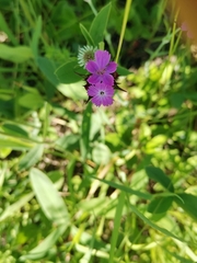 Dianthus capitatus (Dianthus capitatus)