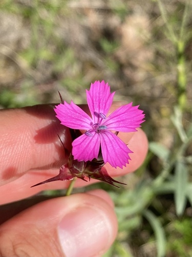 Dianthus capitatus (Dianthus capitatus)