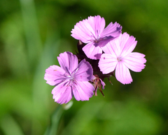 Dianthus capitatus (Dianthus capitatus)