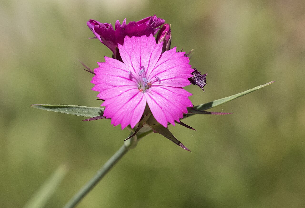 Eastern black sea carnation: Flower of Dianthus carmelitarum : Tamdere Highland, Dereli - Giresun, Turkey.