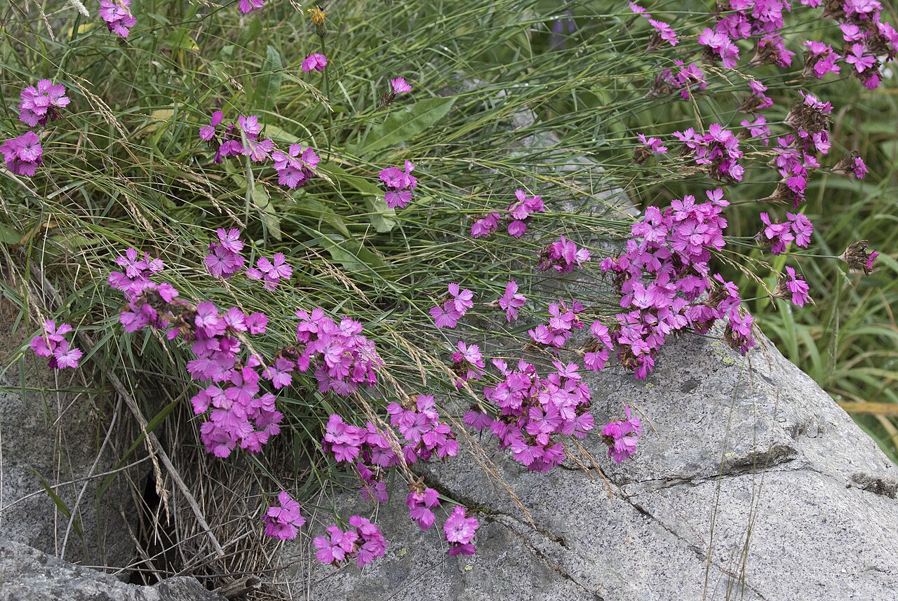 Eastern black sea carnation: Flower of Dianthus carmelitarum : Tamdere Highland, Dereli - Giresun, Turkey.