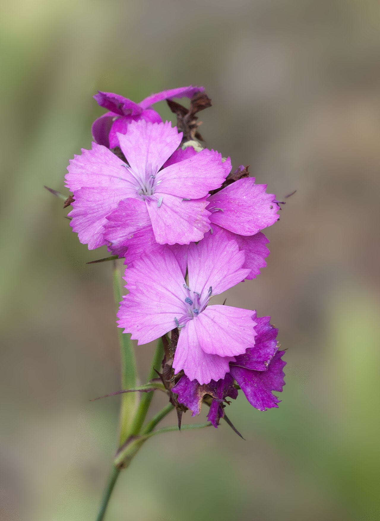 Eastern black sea carnation: Flowers of Black Sea Carnation (Dianthus carmelitarum). Tamdere, Dereli - Giresun, Turkey.