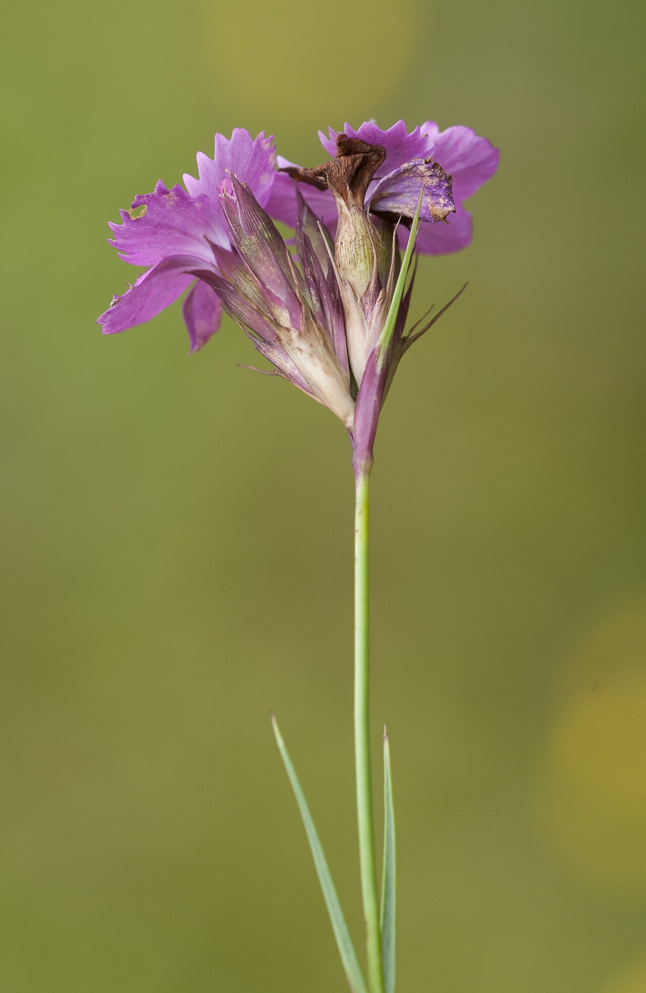 Eastern black sea carnation: Flowers of Black Sea Carnation (Dianthus carmelitarum). Tamdere, Dereli - Giresun, Turkey.
