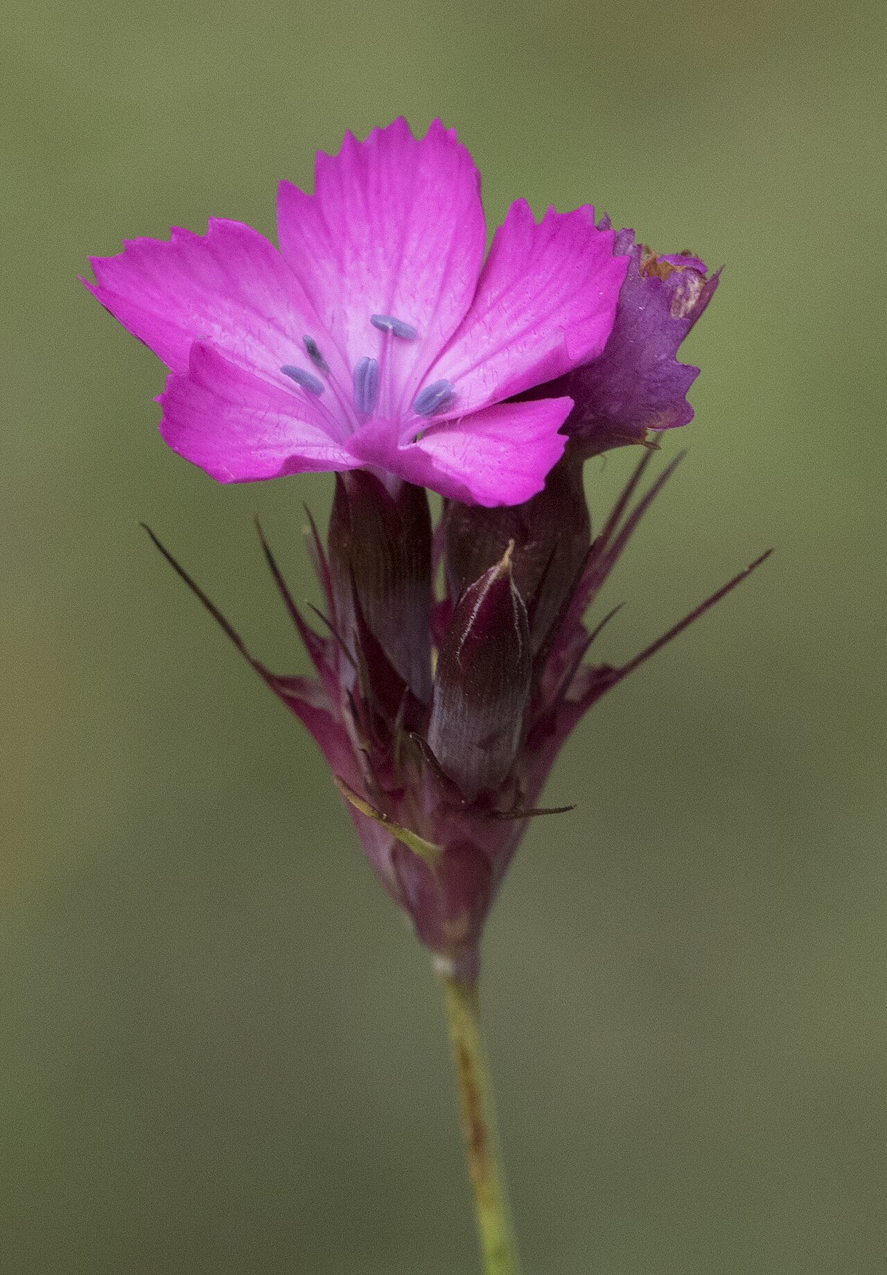 Eastern black sea carnation: Flower of Dianthus carmelitarum : Tamdere Highland, Dereli - Giresun, Turkey.