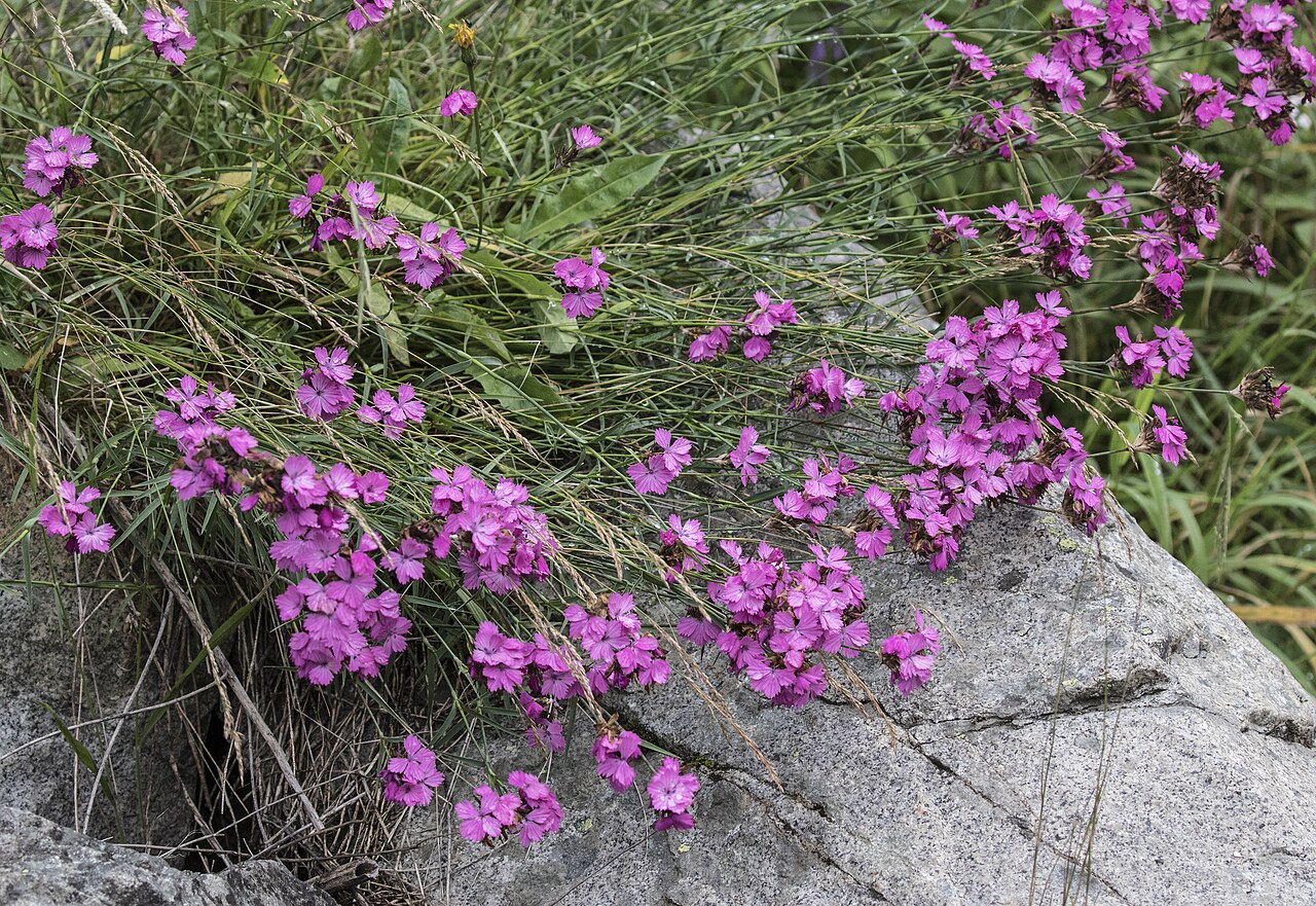 Eastern black sea carnation: Flower of Dianthus carmelitarum : Tamdere Highland, Dereli - Giresun, Turkey.
