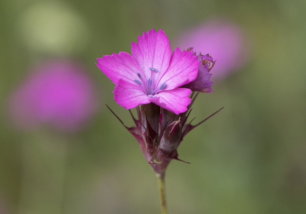 Eastern black sea carnation: Flower of Dianthus carmelitarum : Tamdere Highland, Dereli - Giresun, Turkey.