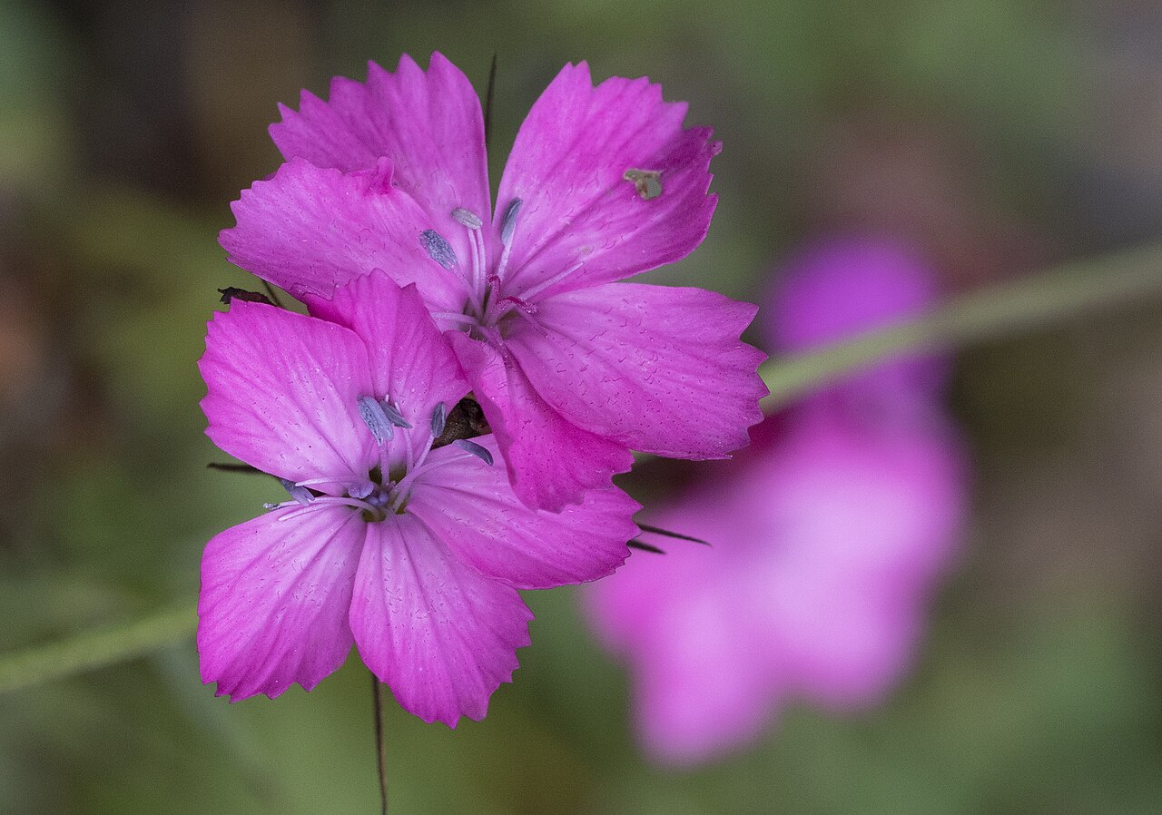 Eastern black sea carnation: Flower of Dianthus carmelitarum : Tamdere Highland, Dereli - Giresun, Turkey.