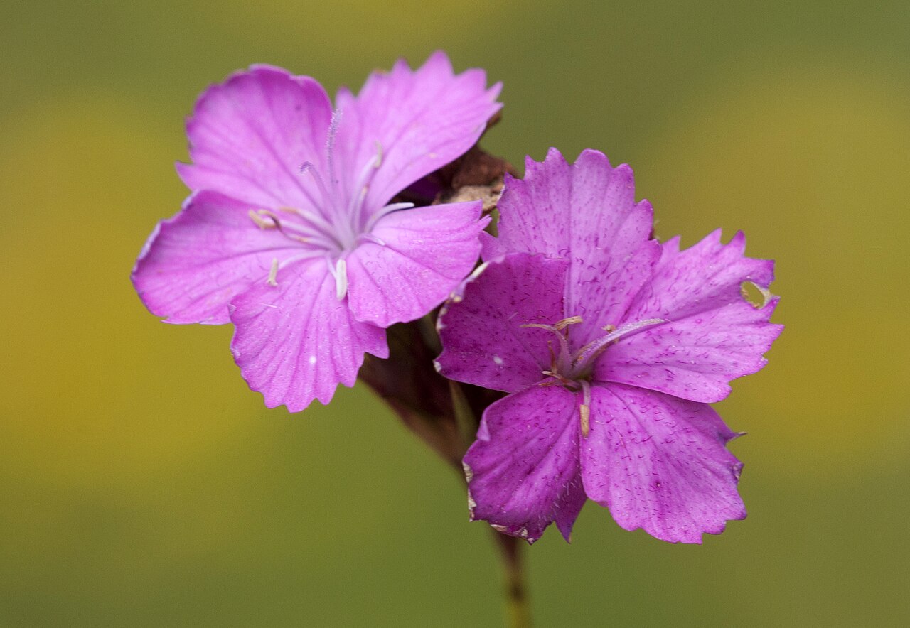 Eastern black sea carnation: Flowers of Black Sea Carnation (Dianthus carmelitarum). Tamdere, Dereli - Giresun, Turkey.