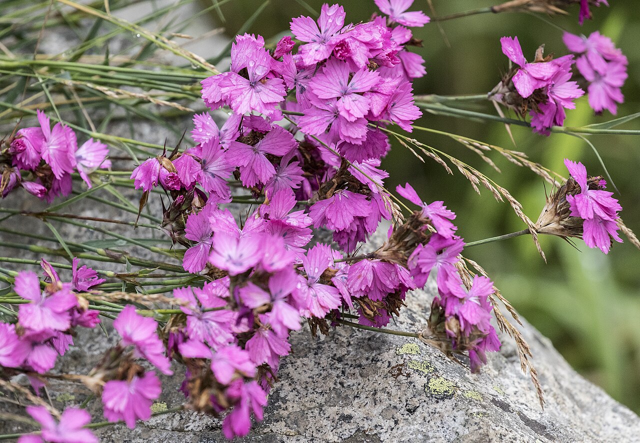 Eastern black sea carnation: Flower of Dianthus carmelitarum : Tamdere Highland, Dereli - Giresun, Turkey.
