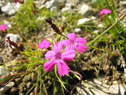 Carthusian pink: Dianthus carthusianorum, found at Schynige Platte (near Interlaken), Switzerland, 1800 m above sea level, beginning of August.