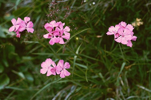 Carthusian pink: Voralpen-Karthäuser-Nelke