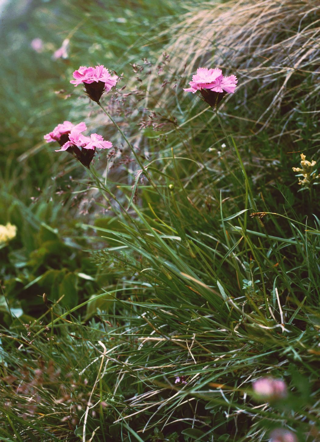 Carthusian pink: Voralpen-Karthäuser-Nelke ( Dianthus carthusianorum subsp. alpestris ), Nelkengewächse (Caryophyllaceae) - Österreich/Austria/Autriche: Kärnten/Carinthia, Nockb