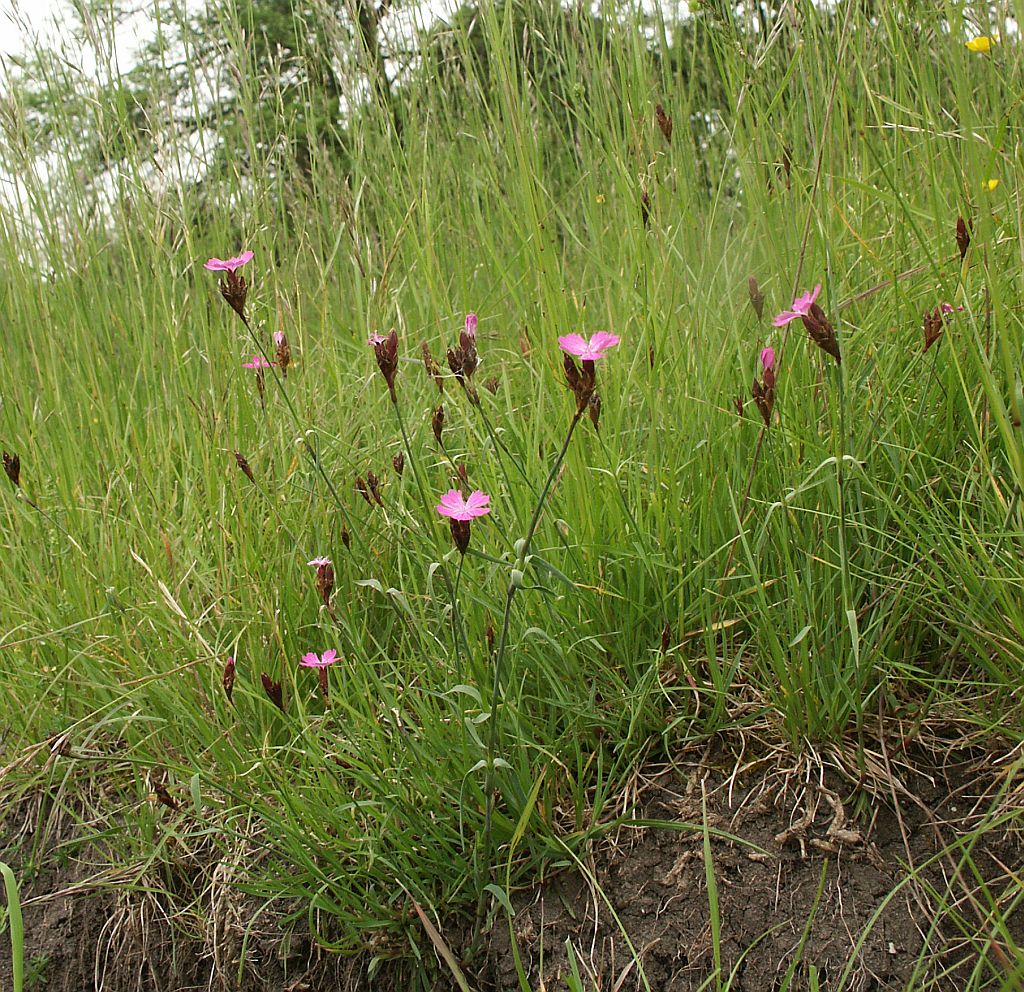 Carthusian pink: Dianthus carthusianorum , Hohenloher Land, Germany