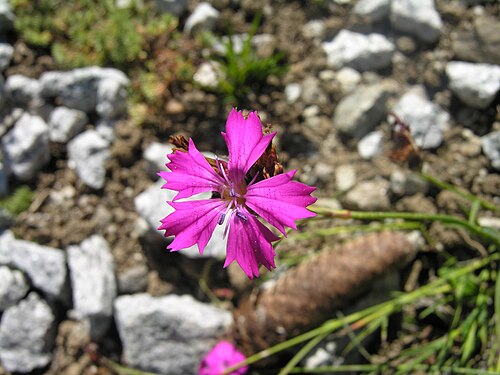 Carthusian pink: Dianthus carthusianorum, found at Schynige Platte (near Interlaken), Switzerland, 1800 m above sea level, beginning of August.