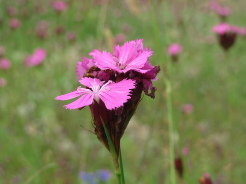Carthusian pink (Dianthus carthusianorum)