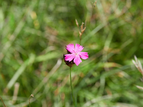 Carthusian pink (Dianthus carthusianorum)
