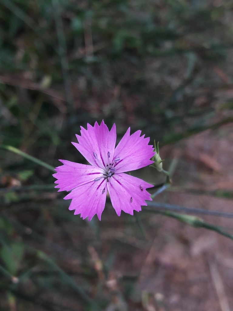Carthusian pink (Dianthus carthusianorum)