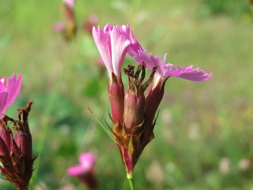 Carthusian pink (Dianthus carthusianorum)