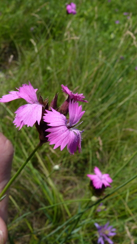 Carthusian pink (Dianthus carthusianorum)