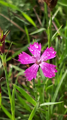 Carthusian pink (Dianthus carthusianorum)