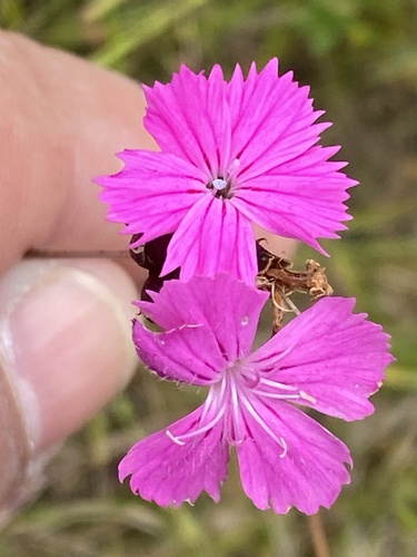 Carthusian pink (Dianthus carthusianorum)