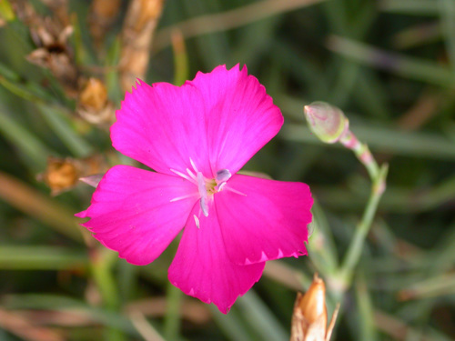 Carnation