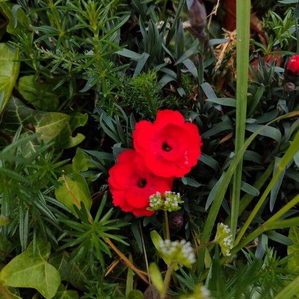 Carnation (Dianthus caryophyllus)