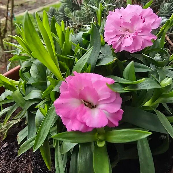Carnation (Dianthus caryophyllus)
