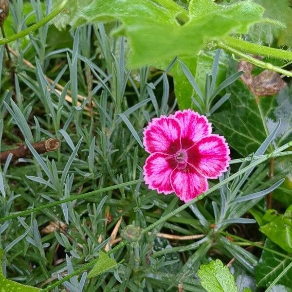 Carnation (Dianthus caryophyllus)