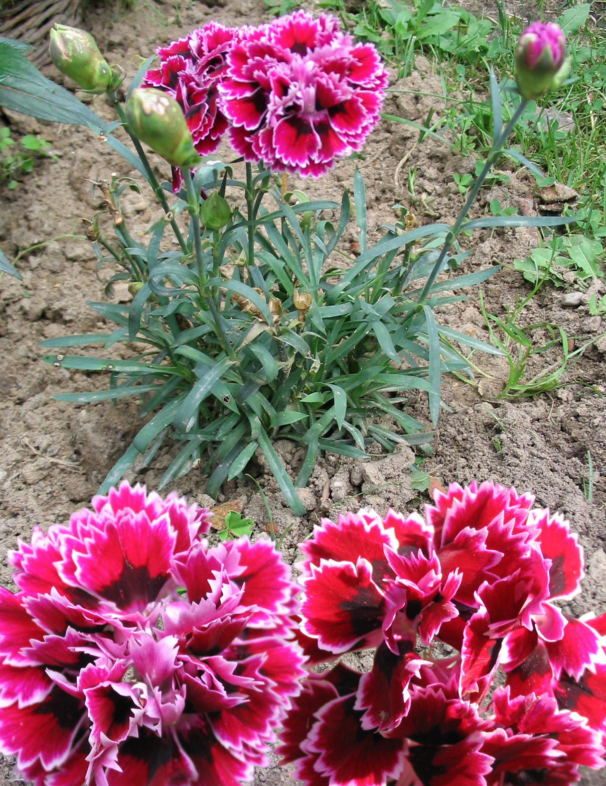 Carnation: Beschreibung : Gartennelke ( Dianthus caryophyllus ) Fotograf / Bearbeitung : Darkone , 17./31. August / 18. September 2004