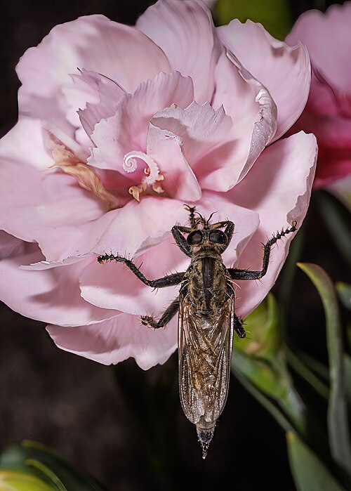 Carnation: Dysmachus trigonus ♂ on Dianthus caryophyllus .