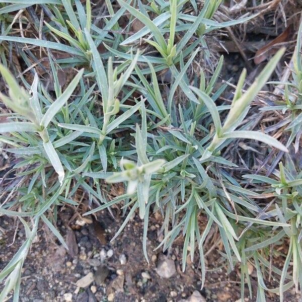 Carnation (Dianthus caryophyllus)