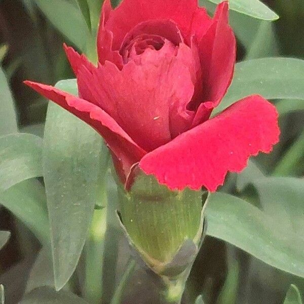 Carnation (Dianthus caryophyllus)