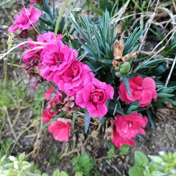 Carnation (Dianthus caryophyllus)