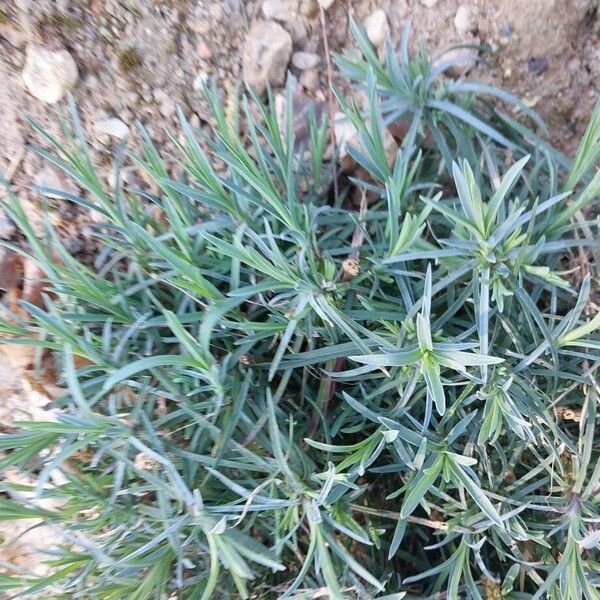Carnation (Dianthus caryophyllus)