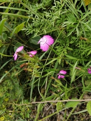 Dianthus caucaseus (Dianthus caucaseus)