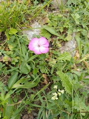 Dianthus caucaseus (Dianthus caucaseus)