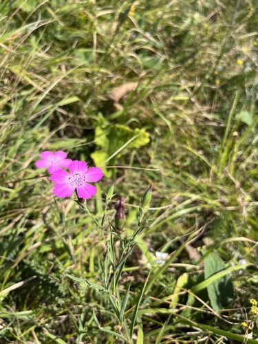 Dianthus caucaseus (Dianthus caucaseus)