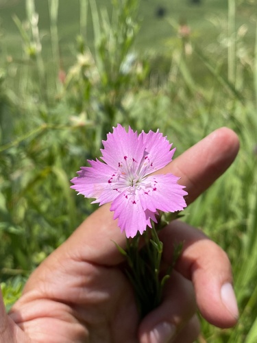 Dianthus caucaseus (Dianthus caucaseus)