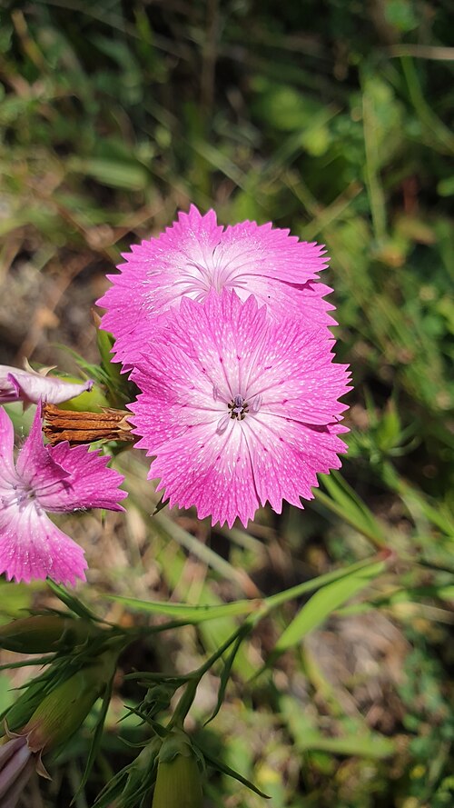 Dianthus caucaseus: Dianthus caucaseus