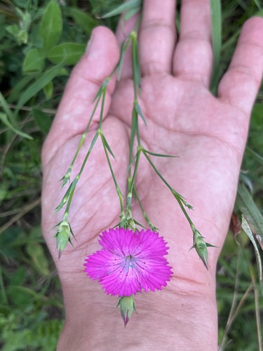 Dianthus caucaseus (Dianthus caucaseus)