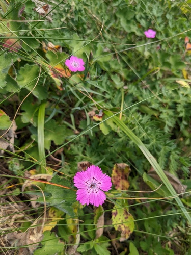 Dianthus caucaseus (Dianthus caucaseus)