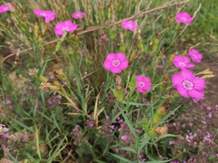 Dianthus caucaseus (Dianthus caucaseus)