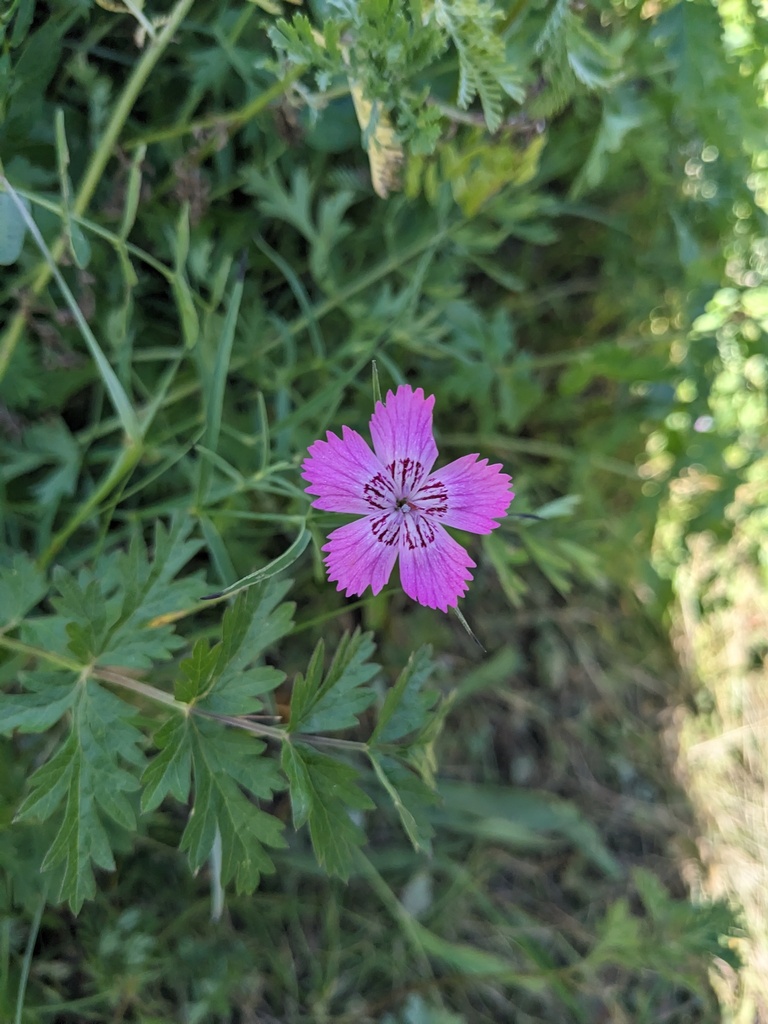 Dianthus caucaseus (Dianthus caucaseus)