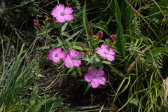 Dianthus caucaseus (Dianthus caucaseus)