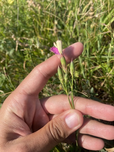 Dianthus caucaseus (Dianthus caucaseus)
