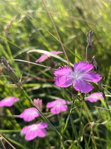 Dianthus caucaseus (Dianthus caucaseus)