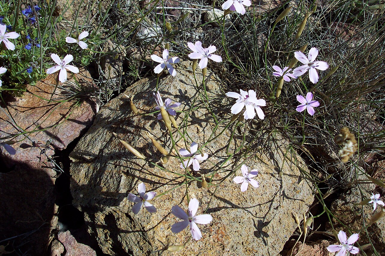 Dianthus charidemi: Clavellina del Cabo de Gta, endemismo del sudeste de España .