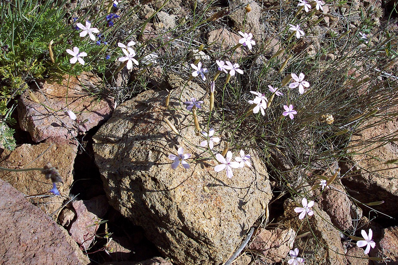 Dianthus charidemi: Clavellina del Cabo de Gata, endemismo de la provincia de Almería, España. Entre las rocas volcánicas.